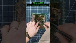 VENOMOUS Scorpion Enclosure Build Tarantula Collective Bow Front
