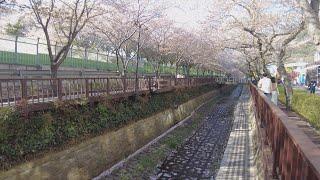 [4K] Walking around the Yeojwacheon Stream with the Jinhae Romance Bridge of Jinhae, Korea