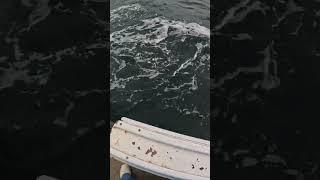 Encountering a Massive Thresher Shark: A Thrilling Experience