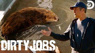 Mike Rowe Relocates Beavers! | Dirty Jobs