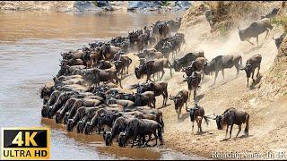 4K African Animals: The Great Wildebeest Migration, Africa - Scenic Wildlife Film With African Music