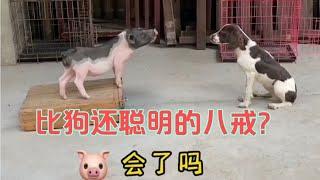 蛋蛋一条惹不起的史宾格犬，不仅能无障碍与你交流而且聪明精人【网红故事分享】