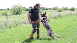 How to make your dog ACTIVE in Obedience