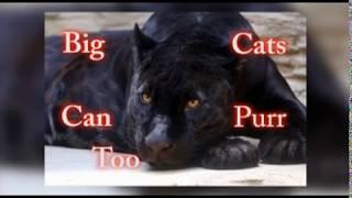 Big Cats Can Purr, Too