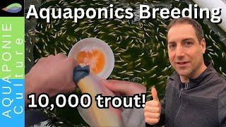 Breeding and Hatching 10,000 trout in my Aquaponics backyard!