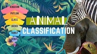 Animal Types || Animal Classification || Animal Groups 