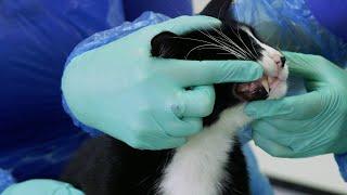 Cats' teeth, oral hygiene and dental issues | Cats Protection advice