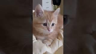 3개월 아기고양이 윙크 #shorts