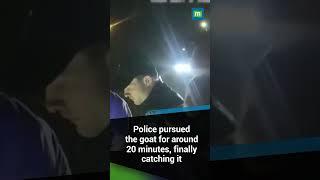 Bodycam Shows Police Chasing Runaway Goat on U.S. Highway