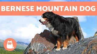 BERNESE MOUNTAIN DOG - Characteristics and Care