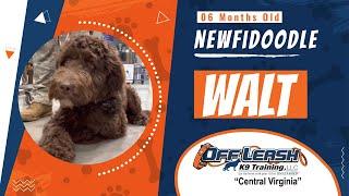 6mo NewfiDoodle (WALT) | Richmond Dog Training