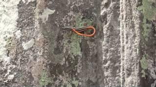 Tail-Waving Tree Skink