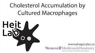 Cholesterol Accumulation by Macrophages