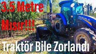 3 DÖNÜMDEN 25 TON MISIR SİLAJI !!! New Holland TD100 D - Çelikel Challenger 2