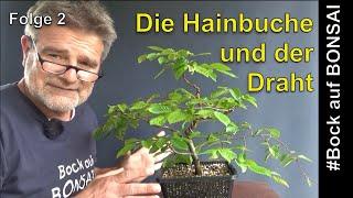 Bock auf Bonsai - Folge 2 - Die Hainbuche und der Draht