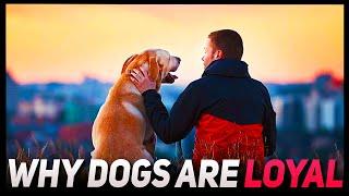 Why Dogs are Loyal?