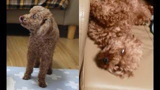 토이 푸들 뽀리의 호러쇼 toy poodle's horror show [퍼피타임즈]