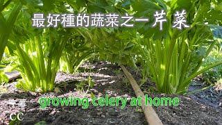 Home garden  growing celery from seedlings Plant once and eat for a year