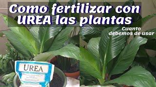 COMO FERTILIZAR CON UREA LAS PLANTAS- cuanto debemos usar / Liliana Muñoz