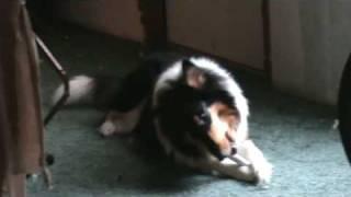 Pet Spotlight: Tasha