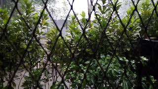 Rain falling at our home ll Bijay Barman ll new video