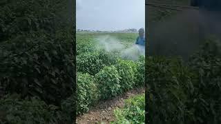 Farmer spraying in Chilli field using double nozzle sprayer  #agriculture #farming #chilli #green