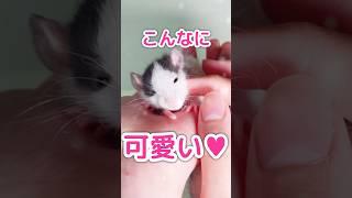 うちのドブネズミを見てくれ