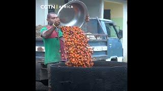 Nigerian palm oil farmers seek government input to maximize output