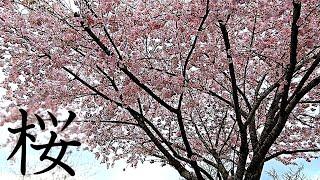 Cherry Blossoms – Sakura -- A Reminder of Hope and Renewal