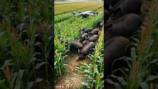 Drone herding pigs: hilarious farm tech fails!