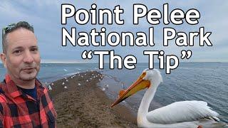 Point Pelee National Park - The Tip - American White Pelicans