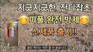 잔디 띠풀 방제 신제품#잔디 잡초#풀약