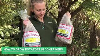 How to grow potatoes in containers