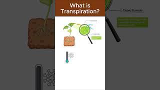 What is transpiration? #biology #science #plants