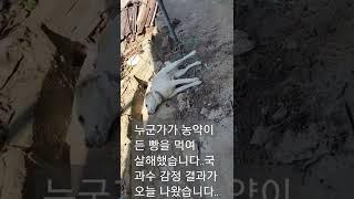 농약으로 독살당했습니다.국과수 감정결과 나왔네요..화가납니다..슬픕니다..