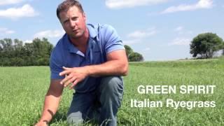 Green Spirit Italian Ryegrass by Millborn Seeds