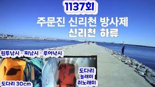 1137회 주문진 신리천 방사제 낚시탐방