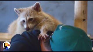 Raccoon Cafes Force Raccoons To Hang Out With Humans | The Dodo