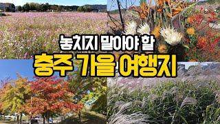 지금 코스모스가 만개한 충주 가볼만한곳 BEST (충청도 11월 가을여행지)