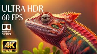 4K HDR 60fps Dolby Vision with Animal Sounds & Calming Music (Colorful Dynamic) #1