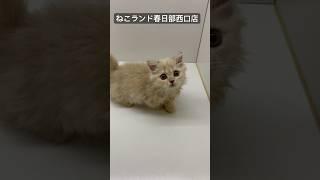 【子猫販売】 #短足マンチカン #短足 #子猫 #ねこランド #春日部