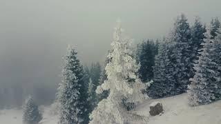 Snowy mountains and spruce