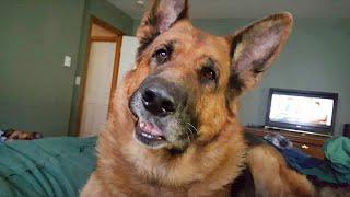 Funny GERMAN SHEPHERDS Will Make You Laugh More Than You Think