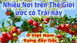 Nhiều Nơi trên Thế Giới ước Có Trái này, ở Việt Nam rụng đầy Gốc. PHAN HẢI Channel