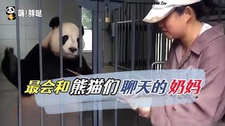 最会和熊猫们聊天的奶妈：看饲养员刘艺与泰山、高高快乐唠嗑，随便哪只熊猫都跟她聊得来