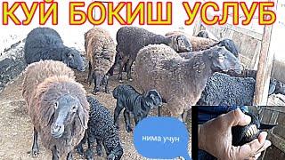 КУЙ БОКИШ УЙ ШАРОИТИДА