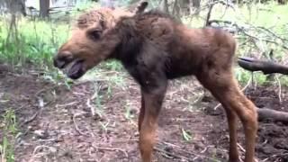 Montana baby moose just before it was shot dead and detonated by US Forest Service