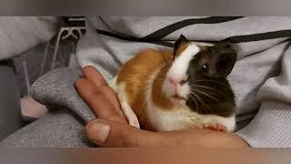 Happy Guinea Pig Wheeking & Squeaking World of Guinea Pig