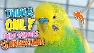 These Are 8 Things Only Bird Owners Understand