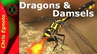 All About Dragonflies and Damselflies